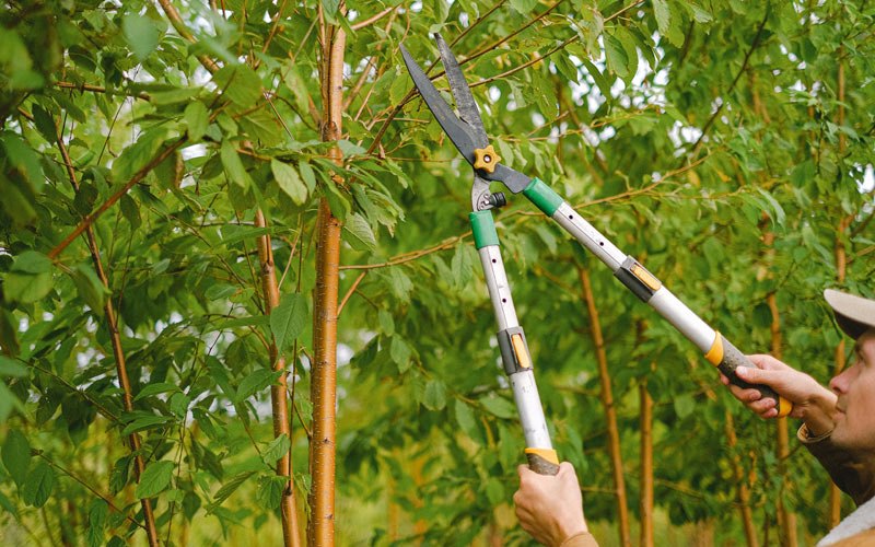 Tree trimming in Wallback, WV