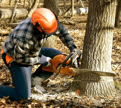 Tree Removal in Wallback, WV